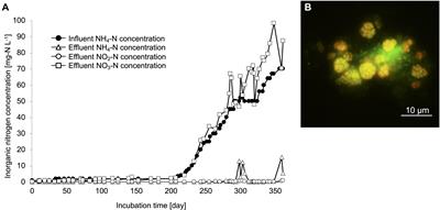 Genomic and Physiological Characteristics of a Novel Nitrite-Oxidizing Nitrospira Strain Isolated From a Drinking Water Treatment Plant